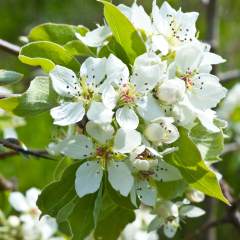 Wild pear-wood blossom tree