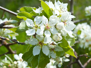北京梨之花韩国风情园