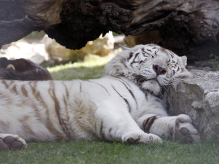 贝尔格莱德动物园