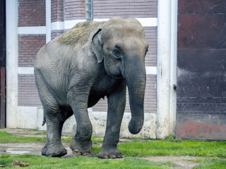 贝尔格莱德动物园