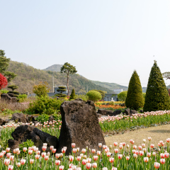 Paju South Korea. April 2015. The Botanical Garden Byeokchoji. Arboretum blooming tulips.