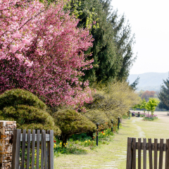Paju South Korea. April 2015. The Botanical Garden Byeokchoji. The pink cherry blossom trees. green trees and grass. Open wooden doors and fences.