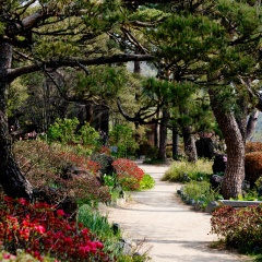Paju South Korea. April 2015. The Botanical Garden Byeokchoji. Long lined with trees and  road.