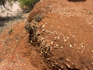 布鲁姆鸟类观察站