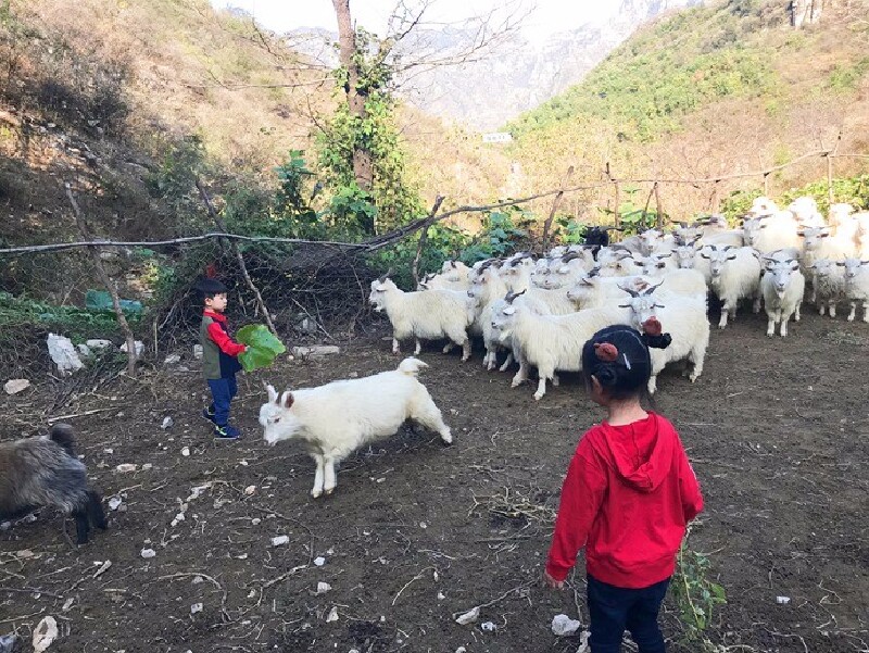摘柿子放羊在麻麻花的山坡过一个难忘的生日