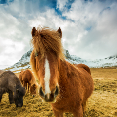 Horses in the mountains in Iceland