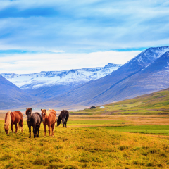 A group of Icelandic Ponies in the pasture with mountains in the background