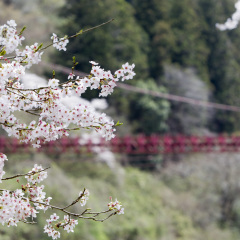 Sakura and the suspension bridge