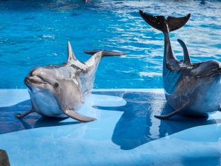 名古屋港水族馆