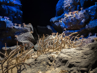 名古屋港水族馆