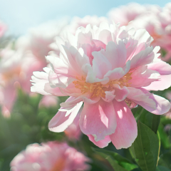 Pink flower Peony blooming on background peonies flowers.          