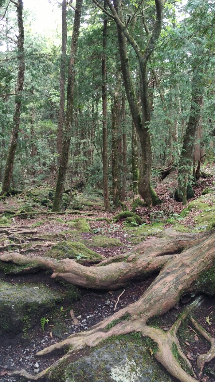 【途牛首发】 【我的小长假】***寻找青木原树海***