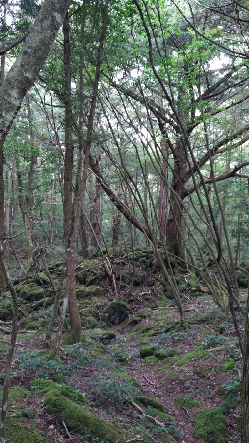 途牛首发我的小长假寻找青木原树海