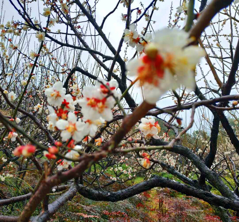 在哪儿过年# 春节重游江南名镇——塘栖,观赏超山唐梅,宋梅