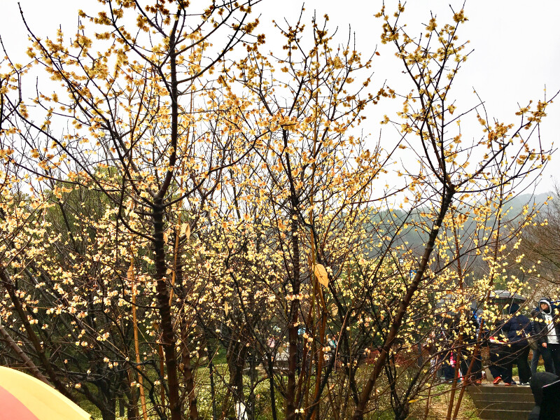 在哪儿过年# 春节重游江南名镇——塘栖,观赏超山唐梅,宋梅