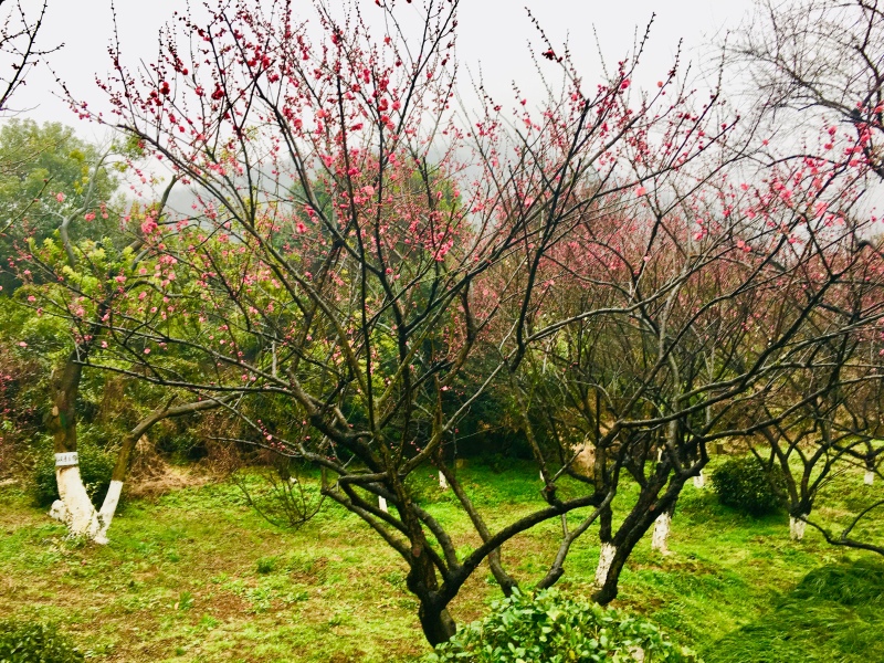 在哪儿过年# 春节重游江南名镇——塘栖,观赏超山唐梅,宋梅