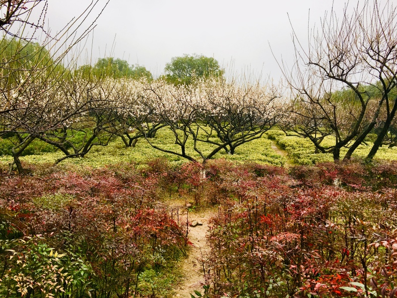 在哪儿过年# 春节重游江南名镇——塘栖,观赏超山唐梅,宋梅