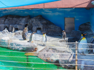 尼克斯海洋公园