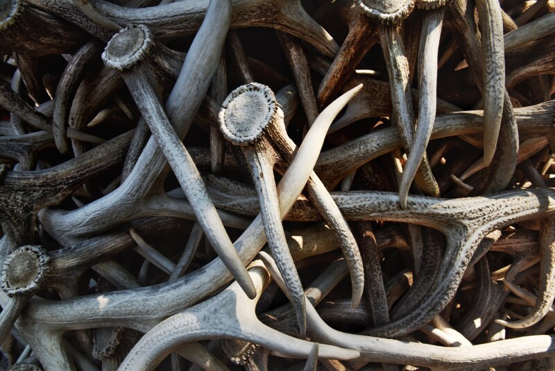 麋鹿发育到一定阶段,鹿角会自动脱落再重生.