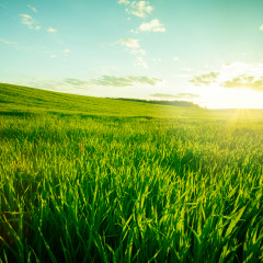Green meadow under blue sky with clouds