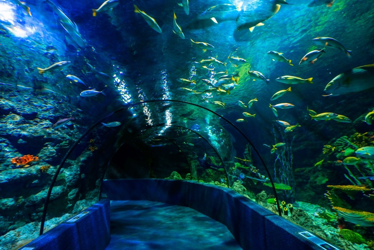 南昌亲子游,吃吃喝喝游逛海底水世界