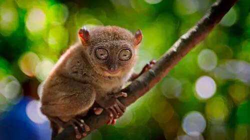 菲律宾宿务薄荷8天 北京直飞 资生堂岛品尝海