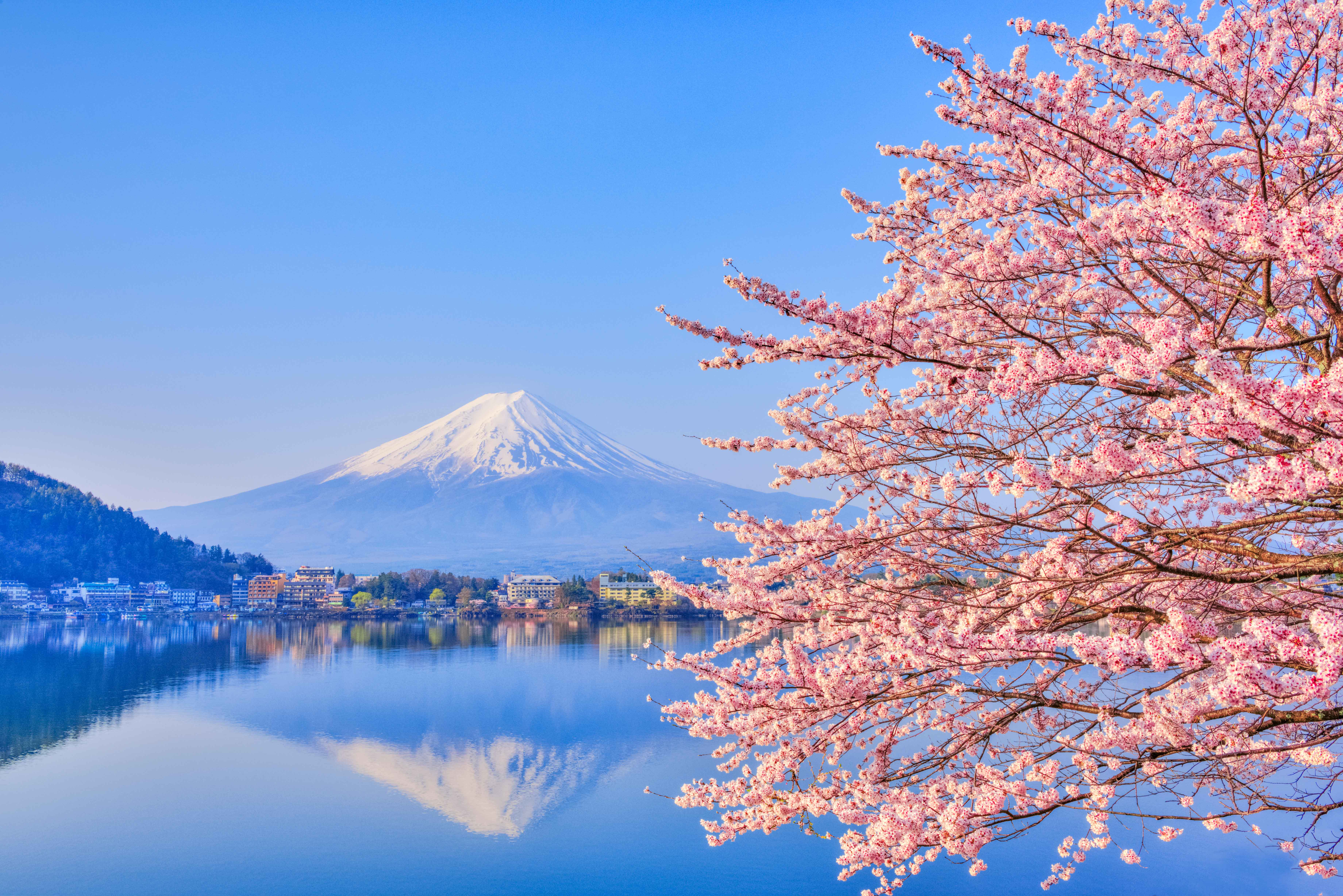 日本樱花图片最美图片