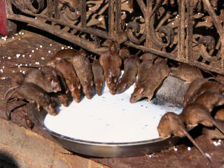 克勒妮玛塔神庙