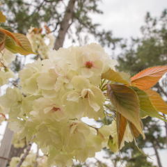White cherry blossoms