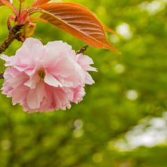 Pink cherry blossoms