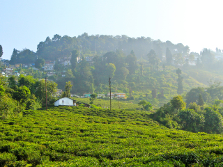 快乐山谷茶园