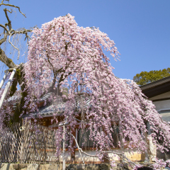 Weeping cherry tree in Himuro shrine,Nara