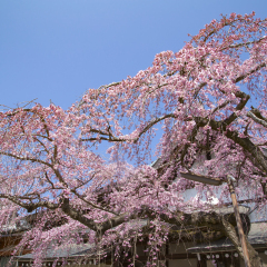 Weeping cherry tree in Himuro shrine,Nara