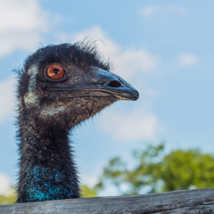 Face of emu right side angle
