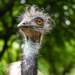 Emu Bird Large Close Up Low Angle Head Face Vertical