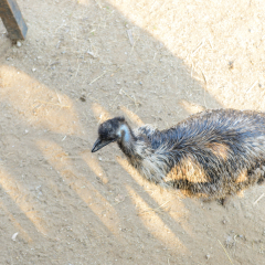 EMU bird from top angle