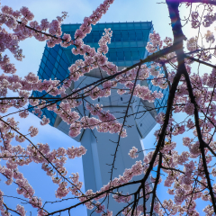 Goryokaku Tower,Hakodate,Hokkaido,Japan in spring.With fully-bloomed cherry blossoms in the foreground.

