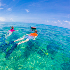 Snorkelling in Key West - Florida Marine Sanctuary 