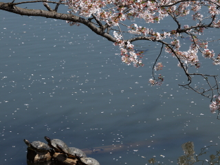 県立三ツ池公園