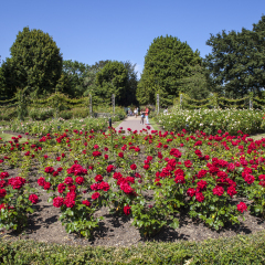 A beautiful view in Queen Marys Gardens in Regents Park, London.