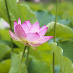 This beautiful lotus flower show his face