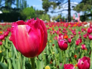 堪培拉联邦公园