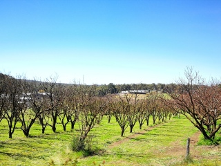 风笛布鲁克葡萄园