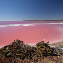 Pink lake in Western Australia