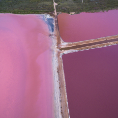 Aerial View of Pink Lake Ponds next to Green Shrubs with Beta Carotene Producing Orange and Pink Bacterial Invested Salt Water