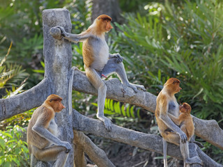拉卜湾长鼻猴保护区