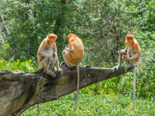 拉卜湾长鼻猴保护区
