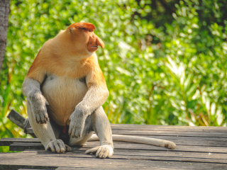 拉卜湾长鼻猴保护区
