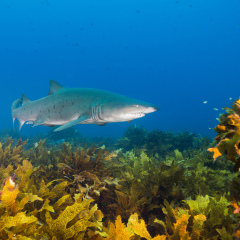 grey nurse shark over kelp beds montague island nsw australia