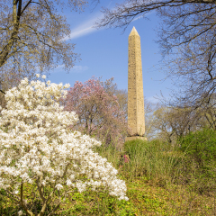 Famous Obelisk called Cleopatra's Needle in Central Park, New York